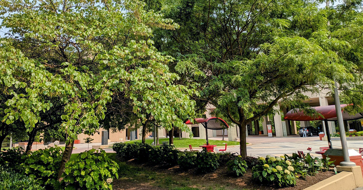 UDC Receives Tree Campus Designation from the Arbor Day Foundation 